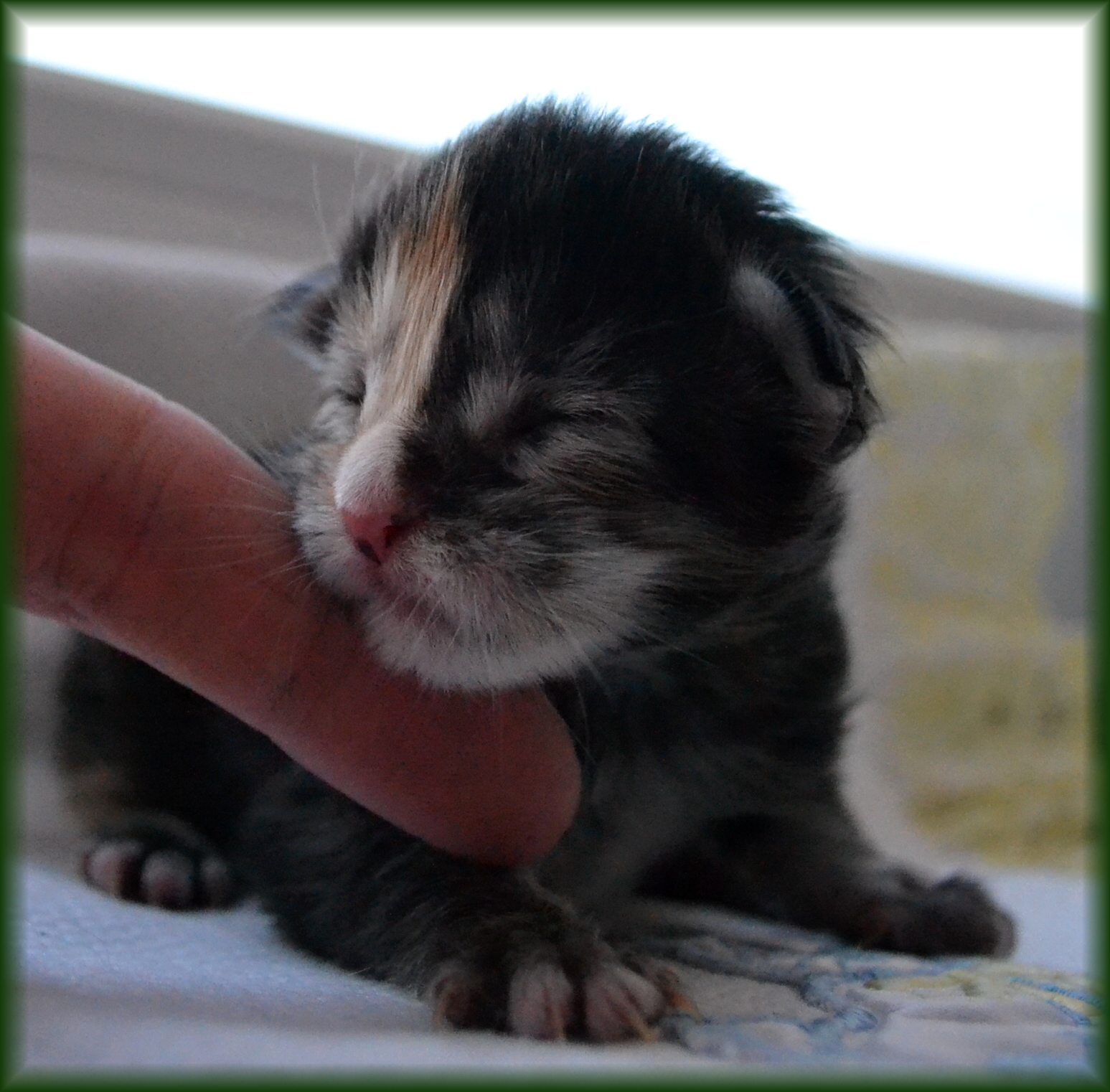 quinny-2.-den1.jpg