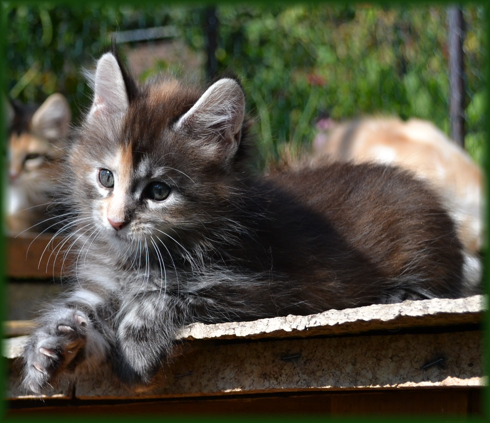 quinny-8.-tyden1.jpg