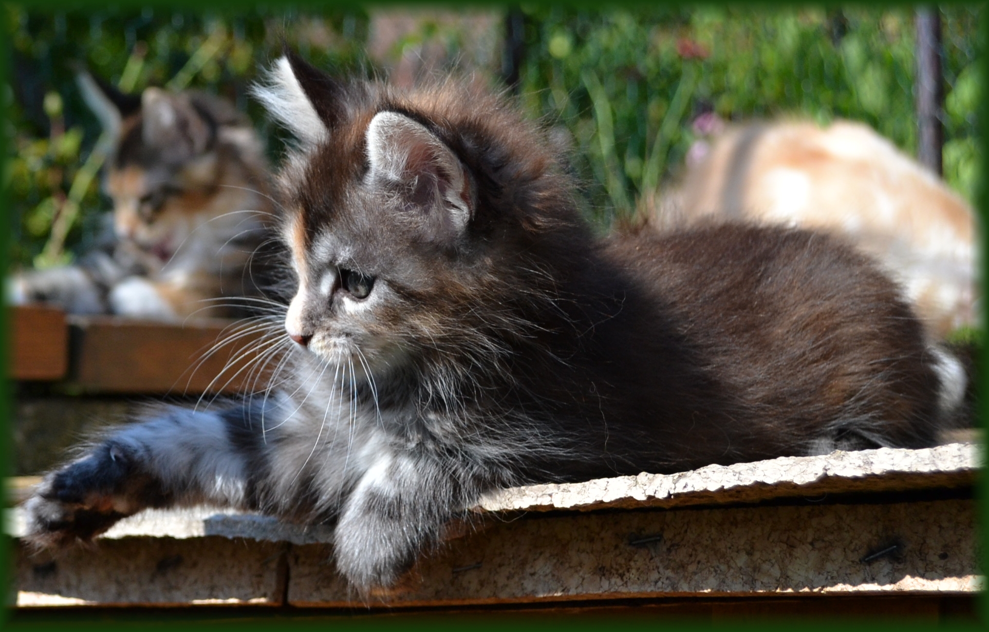 quinny-8.-tyden2.jpg