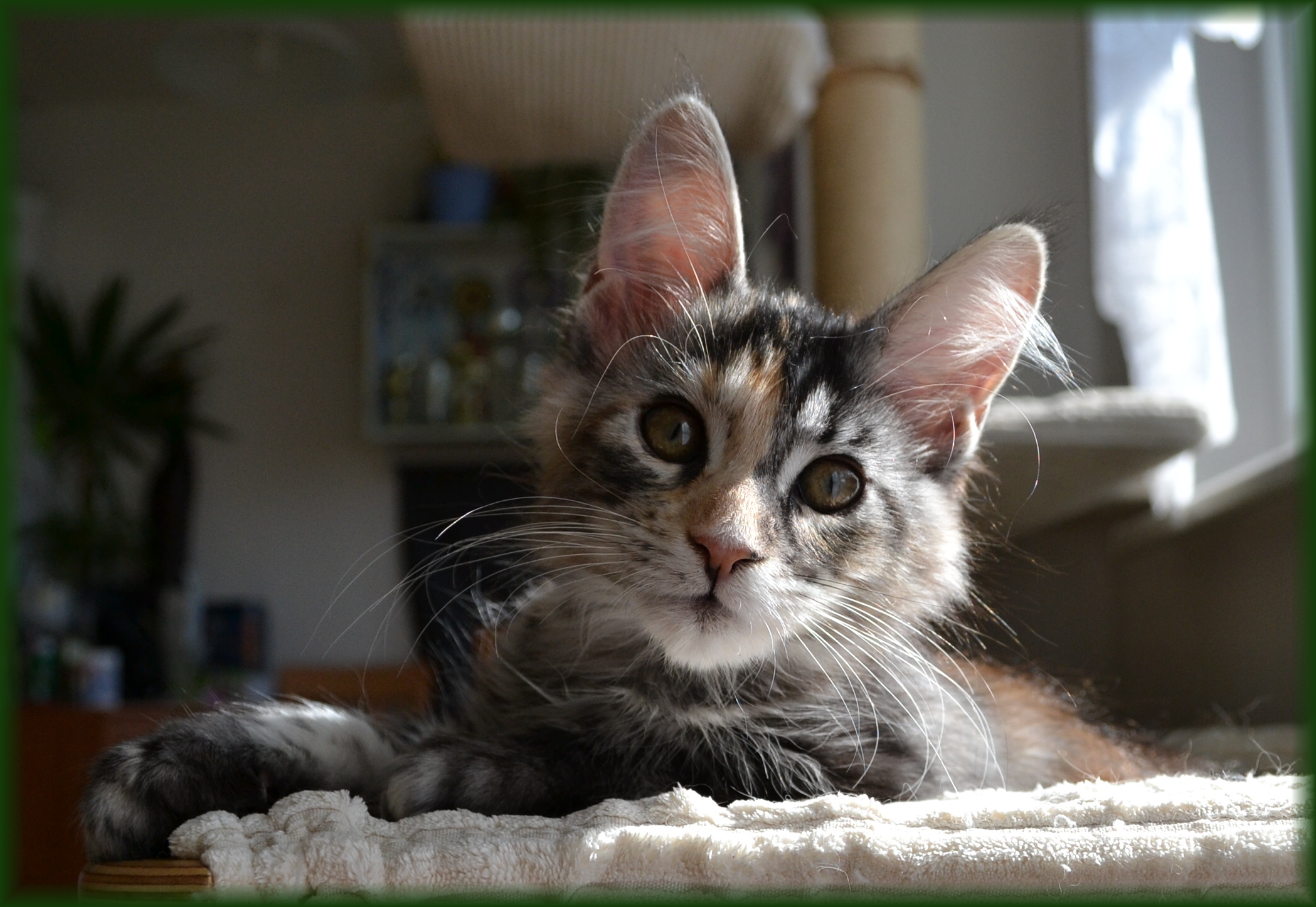 quinny-12.-tyden5.jpg