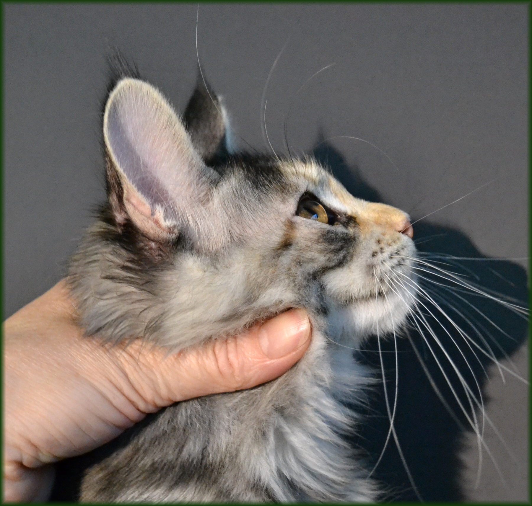 quinny-16.-tyden2.jpg