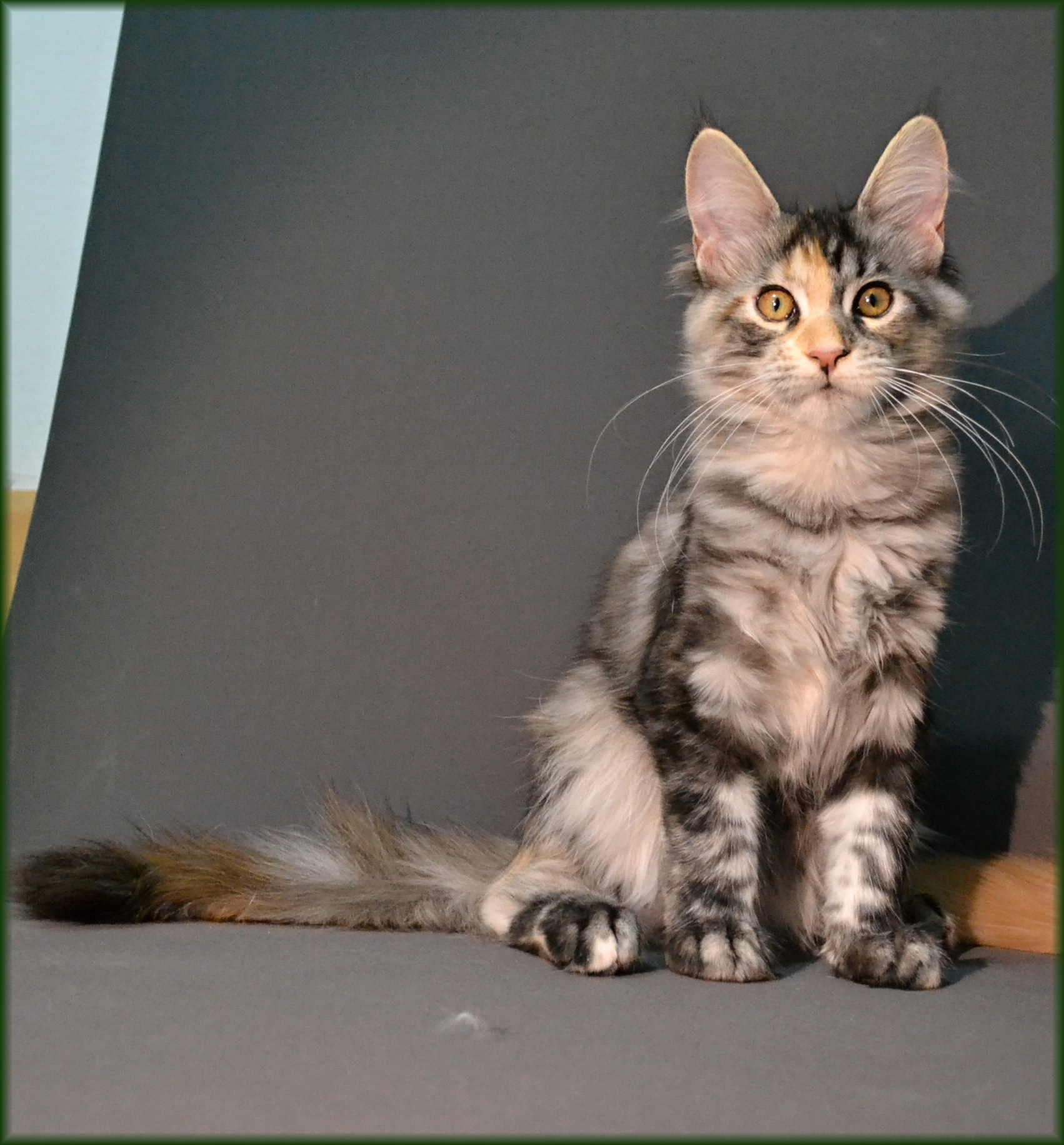 quinny-16.-tyden5.jpg