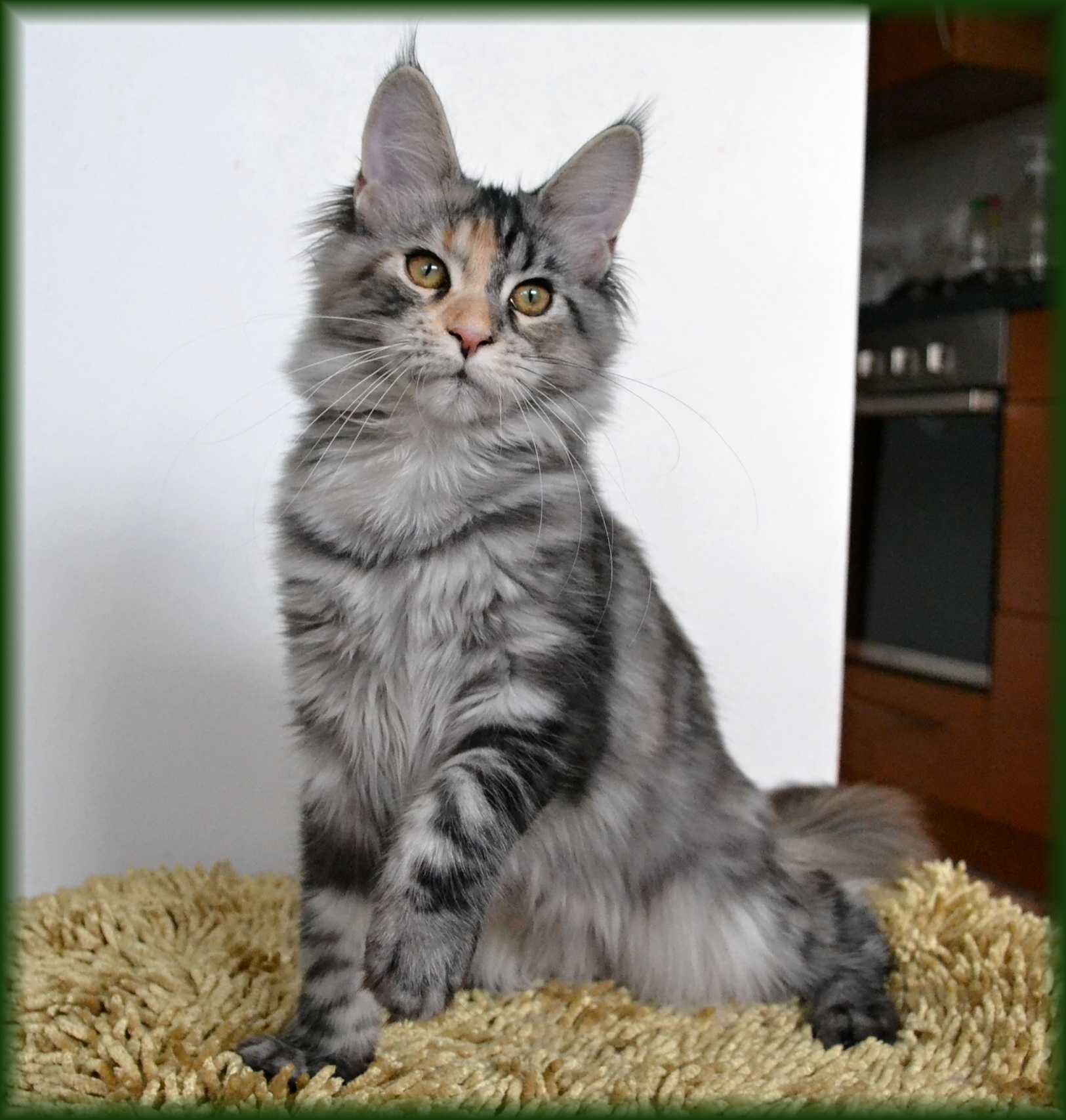 quinny-5.-mesic1.jpg