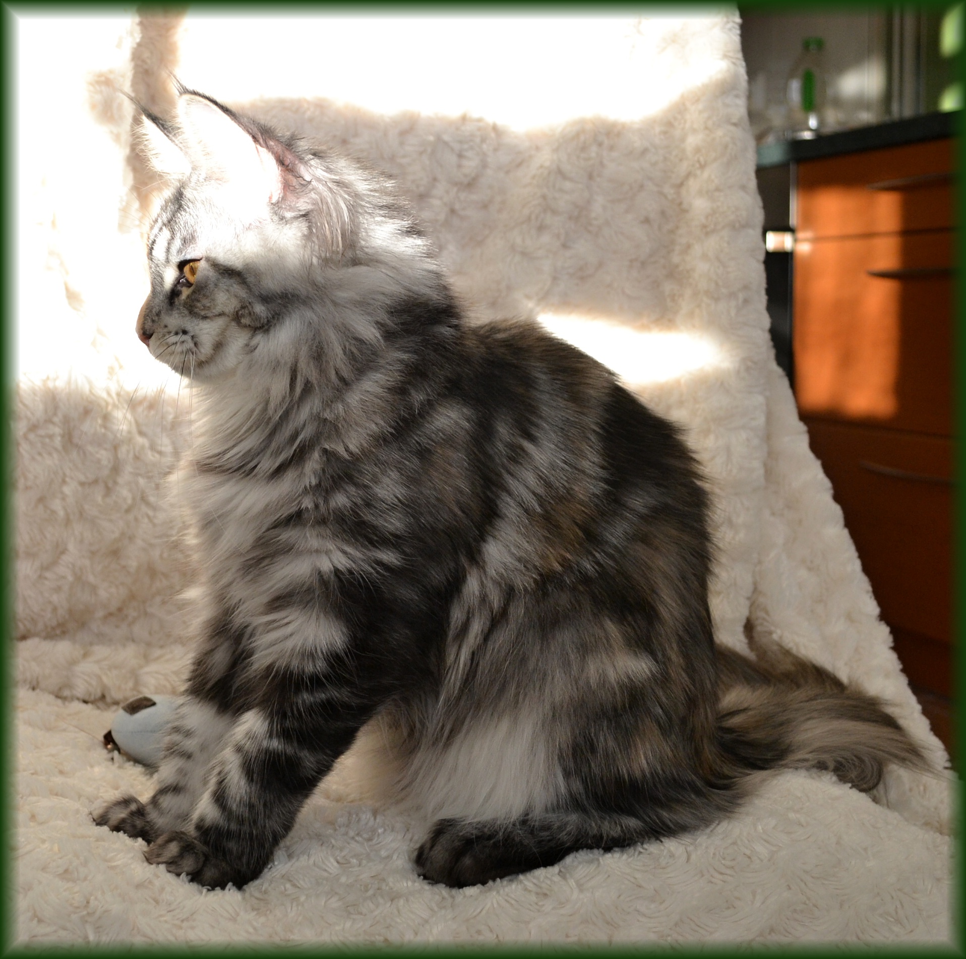 quinny-6.-mesic4.jpg