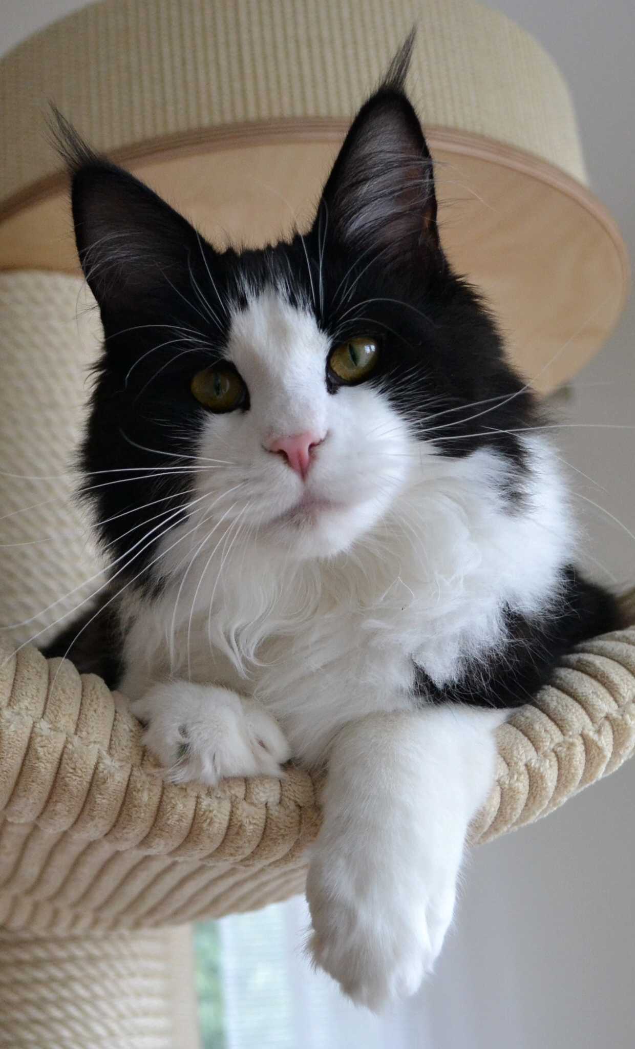 talli-portret1.jpg