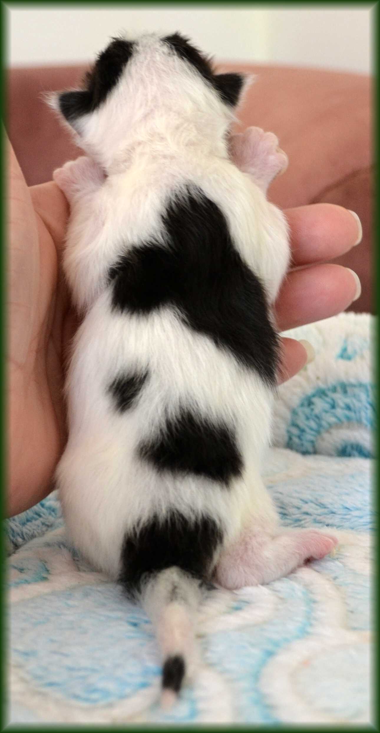 chester-1.-tyden2.jpg