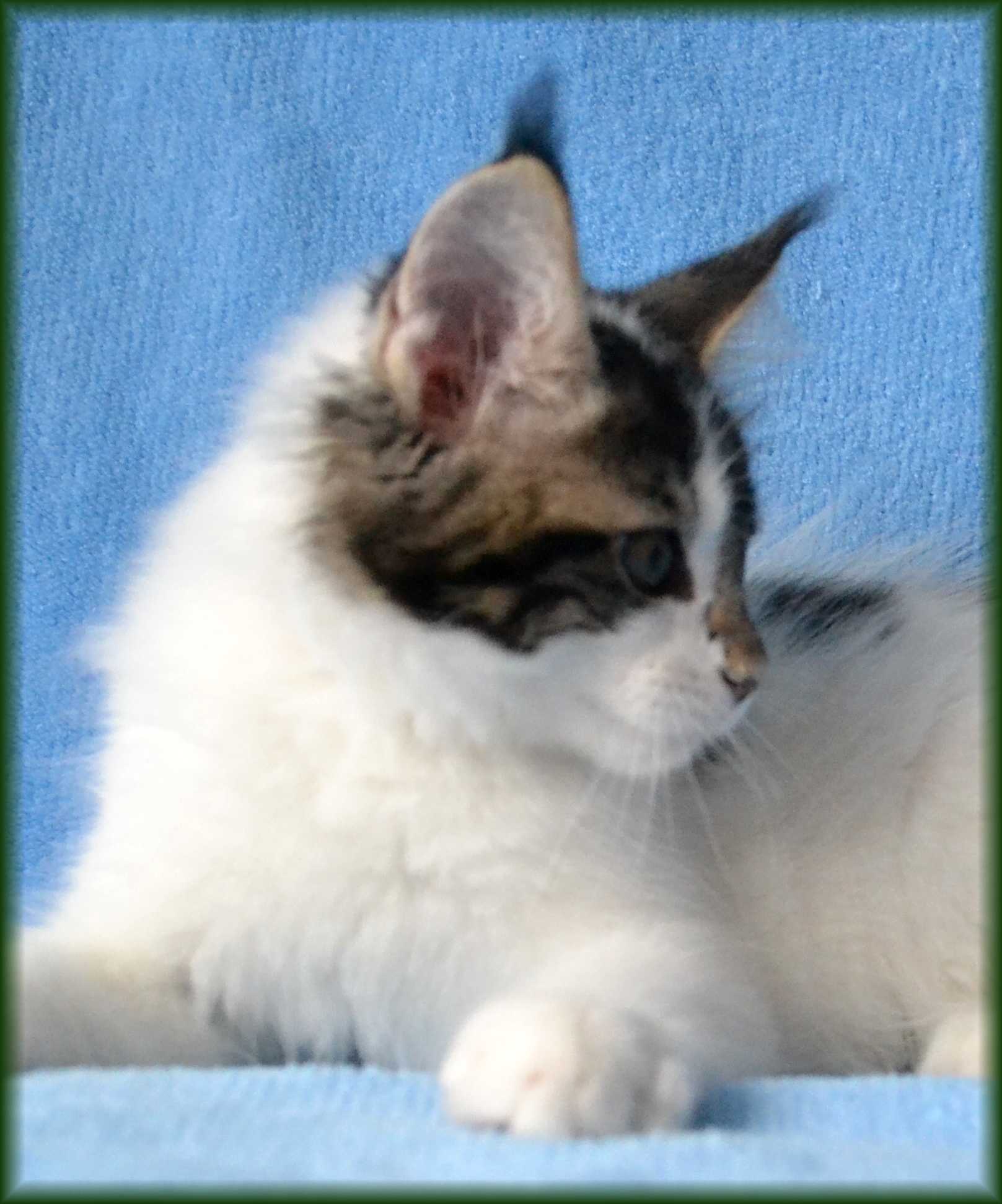 chester-12.-tyden4.jpg