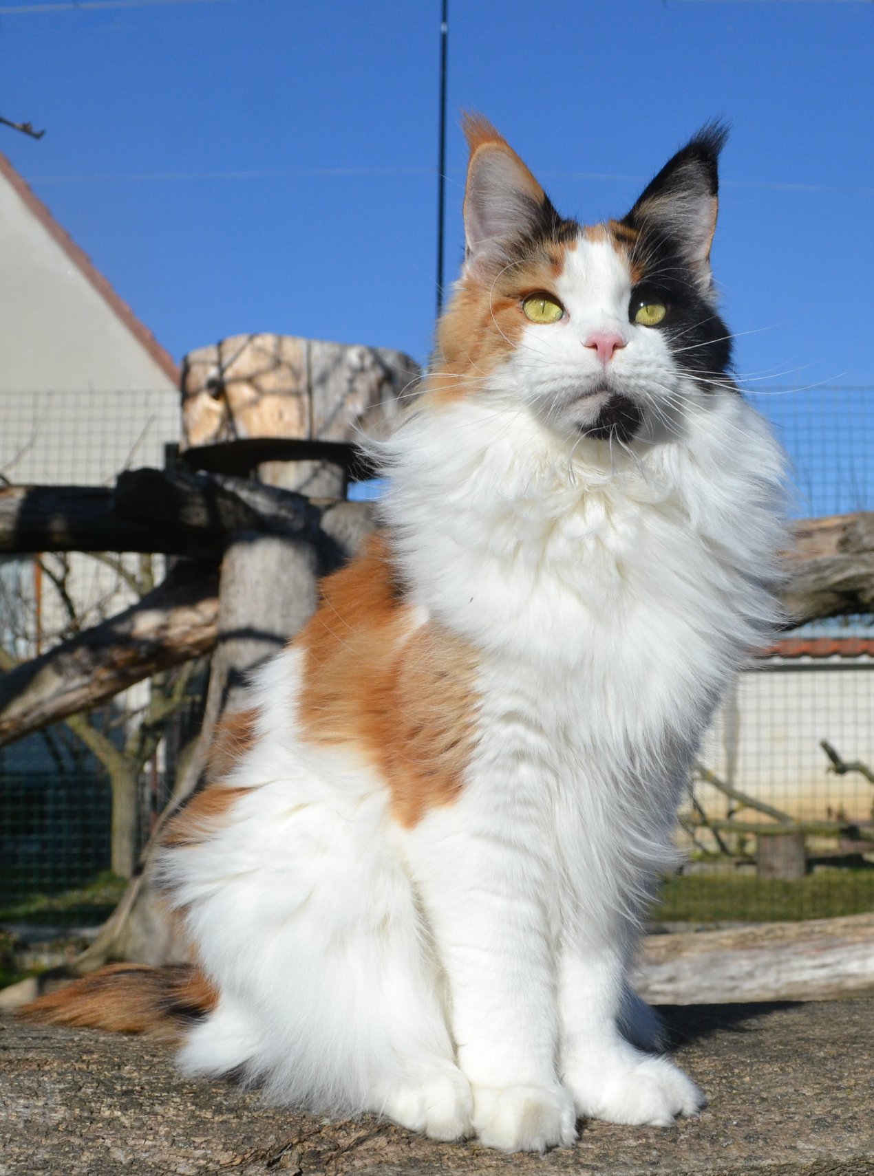 zoe-x3.jpg