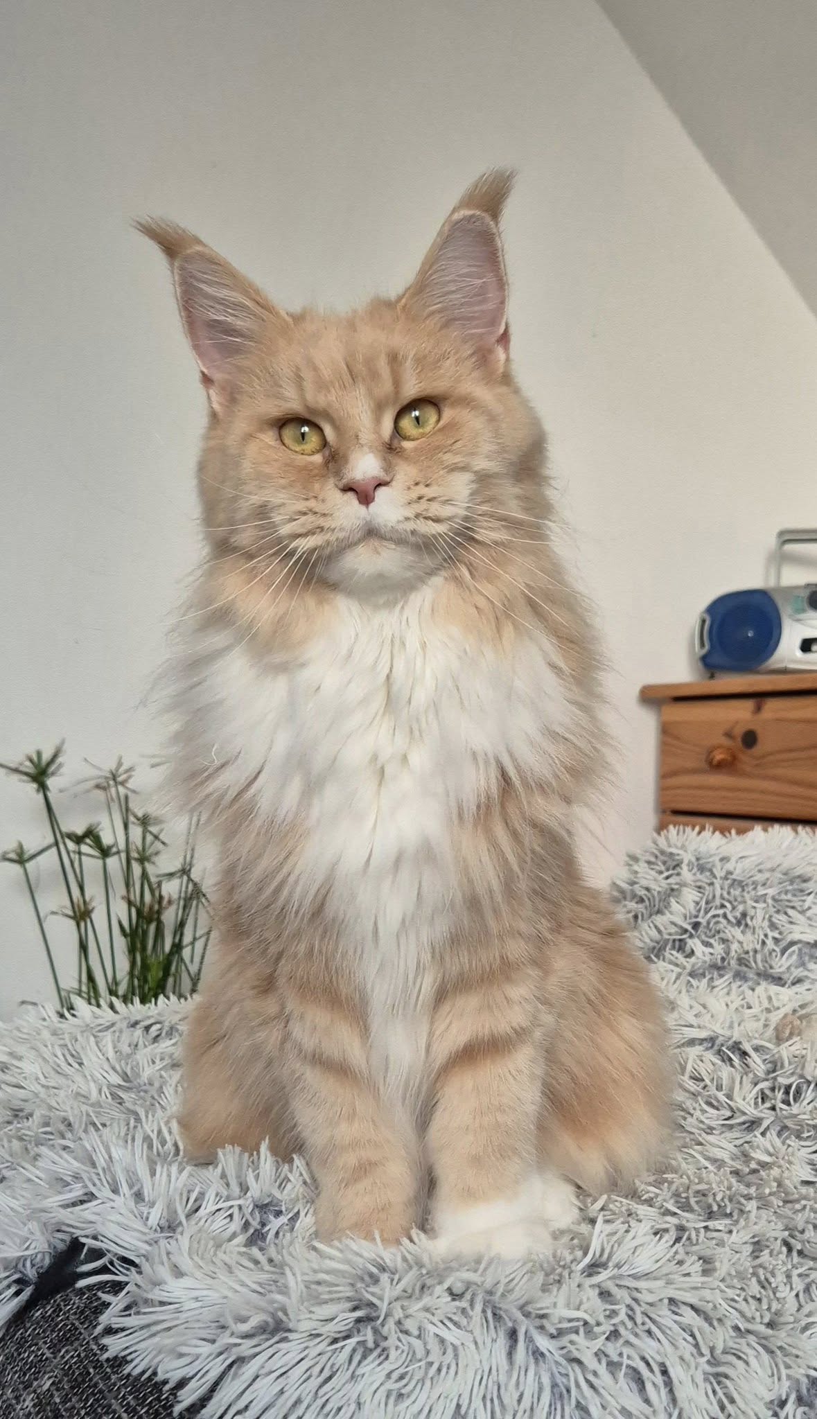 yanette-20.jpg