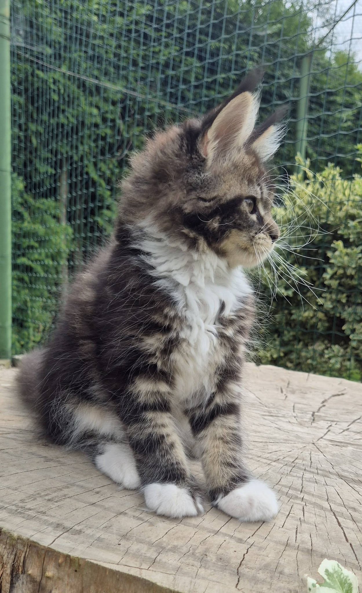 elsie10.jpg