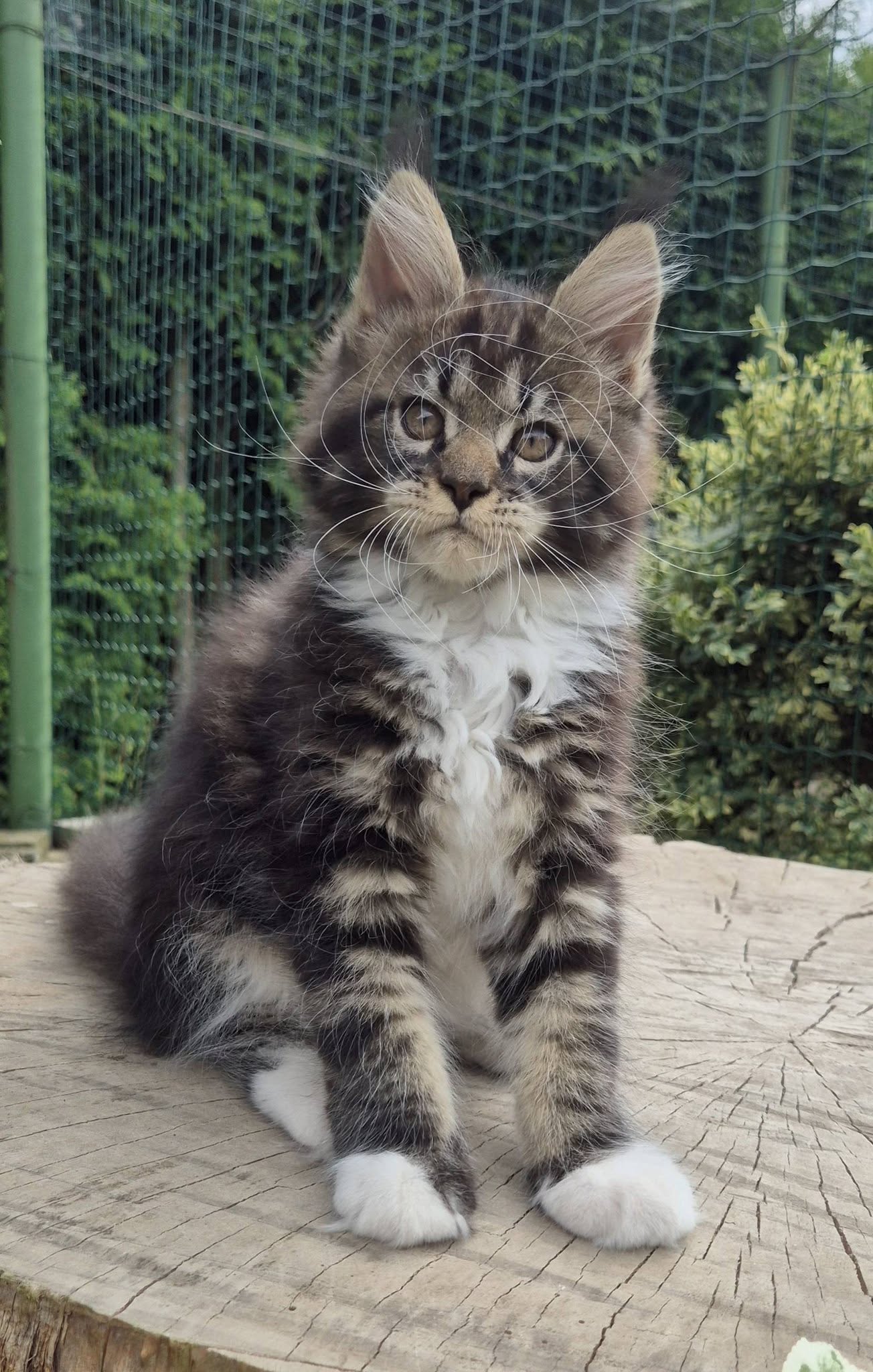 elsie11.jpg
