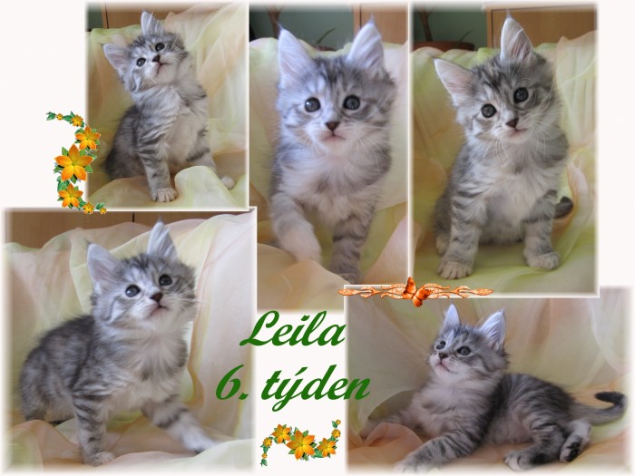 leila-6.-tyden.jpg