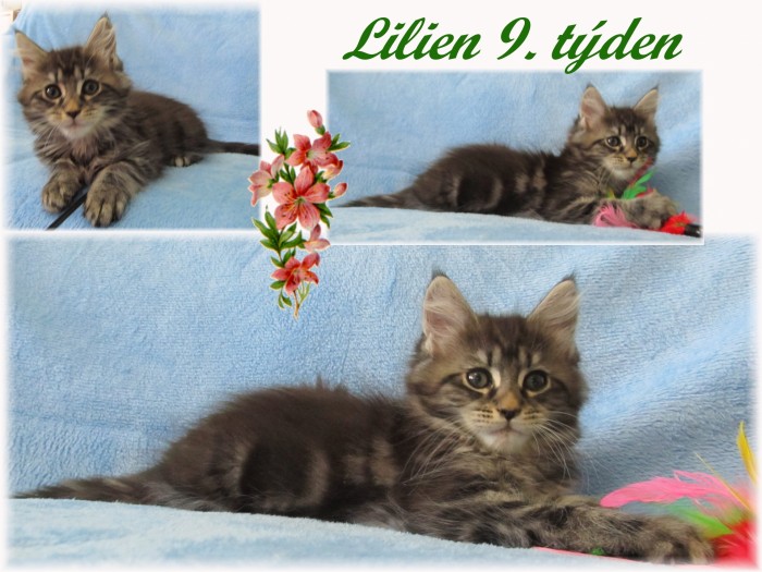 lilien-9.-tyden.jpg