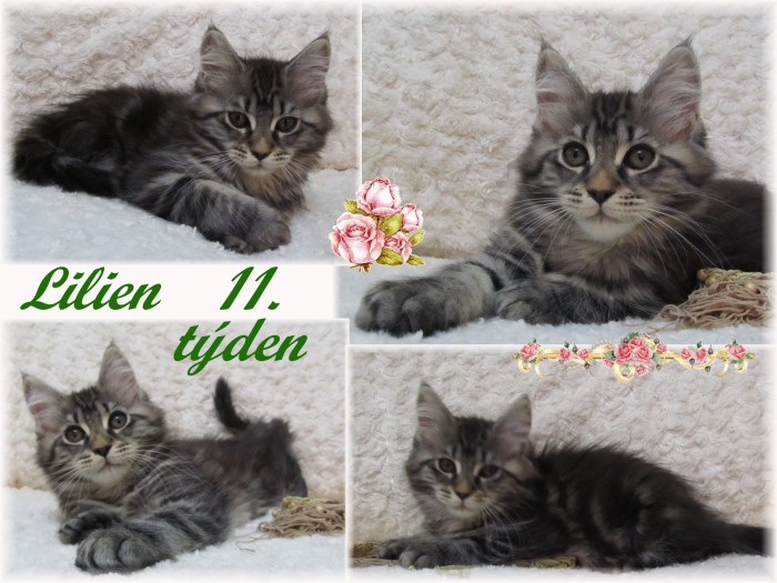 lilien-11.-tyden.jpg