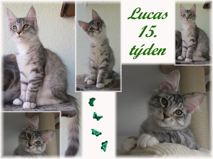 lucas-15.-tyden.jpg