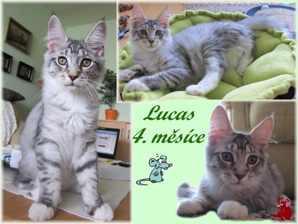 lucas-4.-mesice-zel.jpg